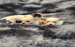 Chihuahua dogs for sale: Chihuahua puppy’s  - Image 19