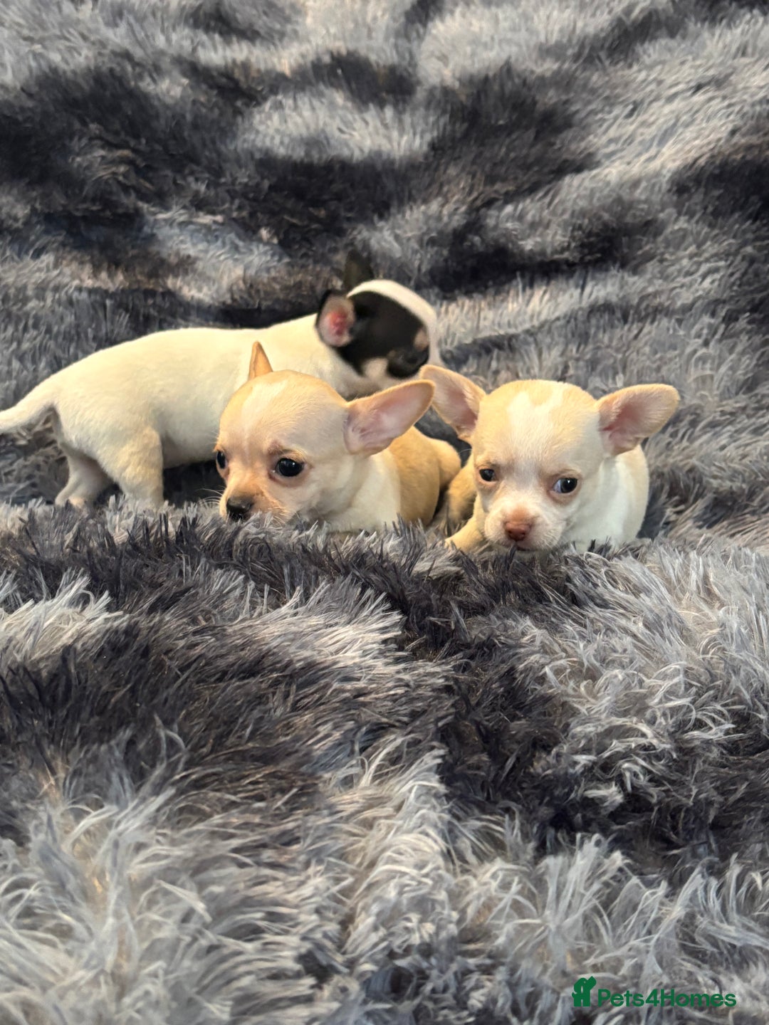 Chihuahua dogs for sale: Chihuahua puppy’s  - Image 19