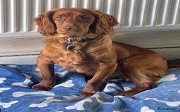 Cocker Spaniel dogs for sale: Fox red cocker male  - Image 6