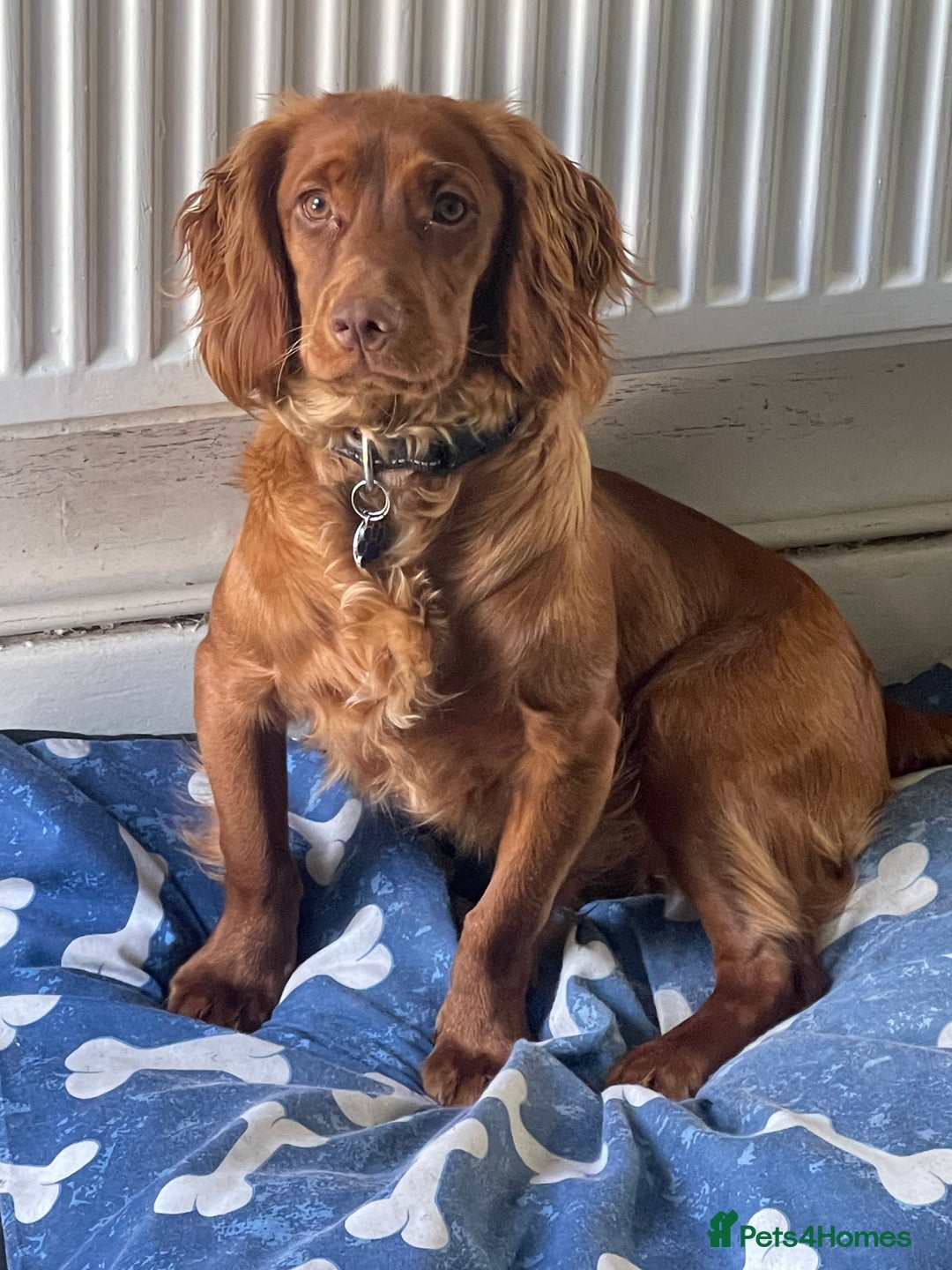 Cocker Spaniel dogs for sale: Fox red cocker male  - Image 6