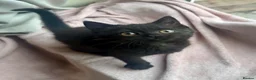Mixed Breed cats for sale: LAST! Female Kitten (read) in Swindon - Advert 2