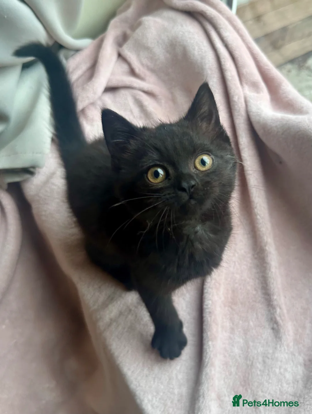 Mixed Breed cats for sale: LAST! Female Kitten (read) in Swindon - Advert 2