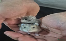 Hamster rodents for sale: Russian hamsters babies  - Advert 4