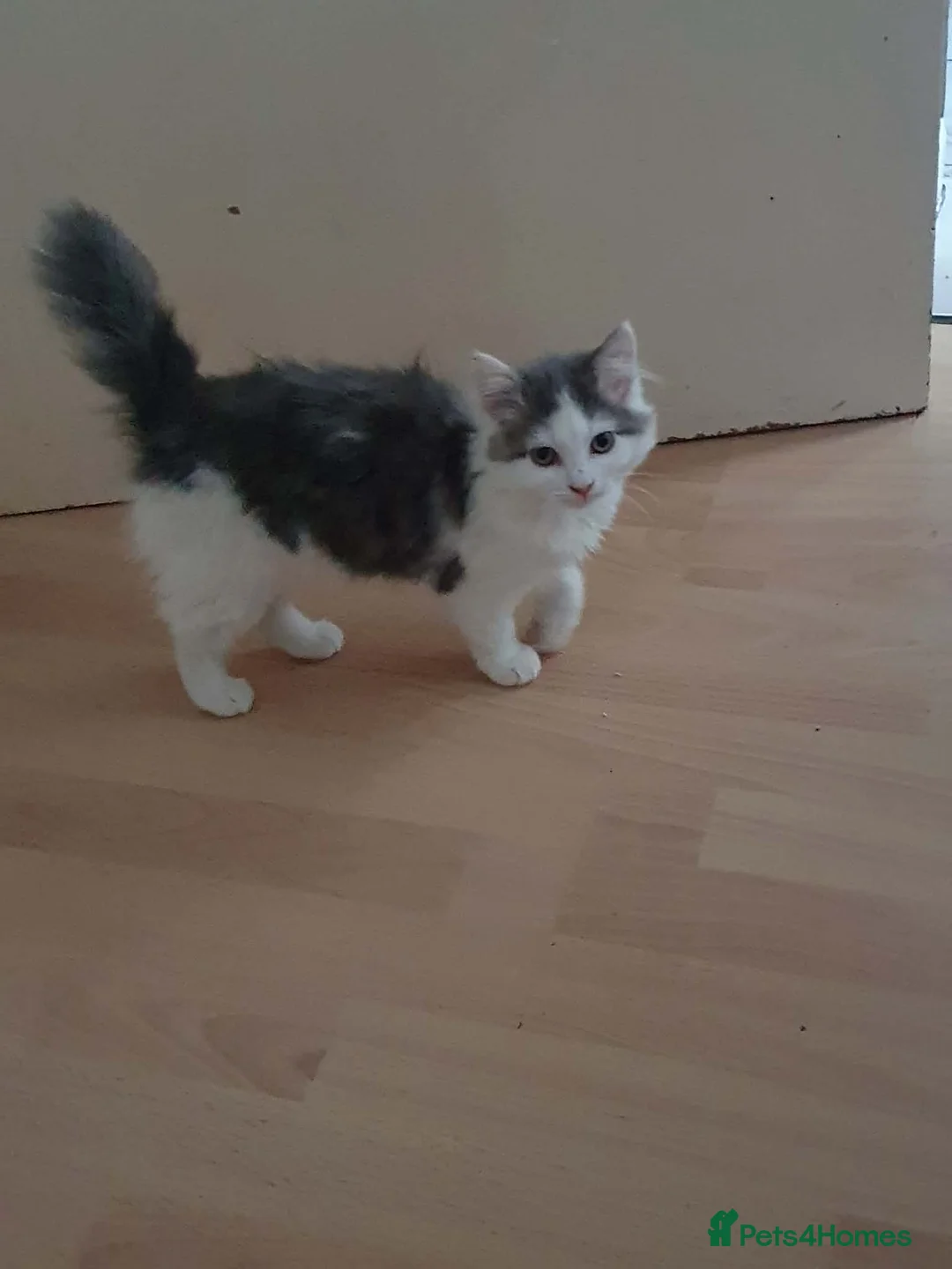 Mixed Breed cats for sale: Kittens for sale - Advert 4