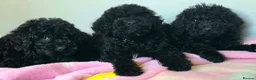 Labradoodle dogs for sale: 🐾 REDUCED Miniature Labradoodle x bedlington  - Advert 14