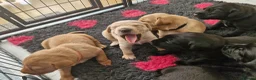 Labrador Retriever dogs for sale: KC Registered Labrador Puppies - Advert 12