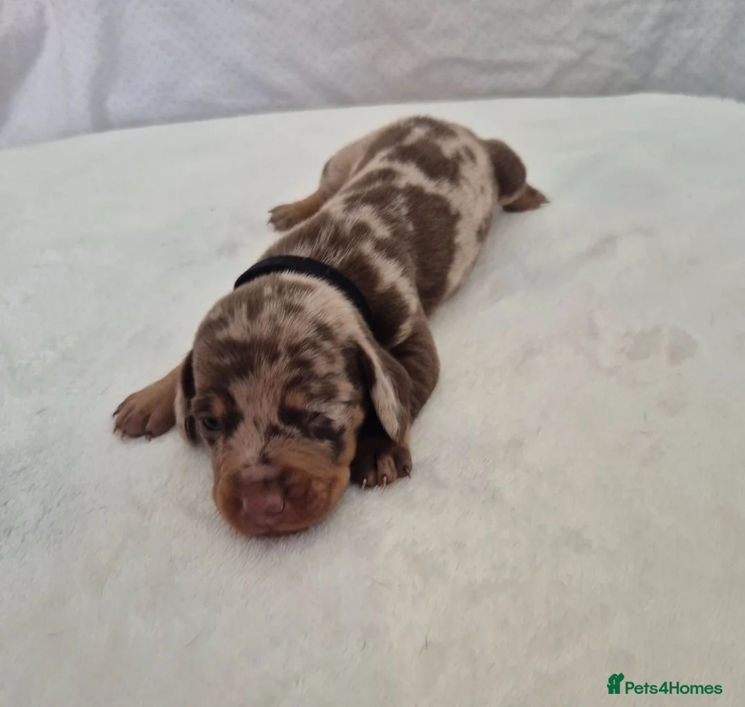 Miniature Dachshund dogs for sale: 🖤 Stunning Miniature Dachshunds 🖤 - Advert 2