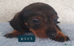 Dachshund dogs for sale: dachshund - Image 2