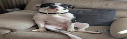 Mixed Breed dogs for sale: Female staffies cross-Daisy in Stoke-on-Trent - Advert 2