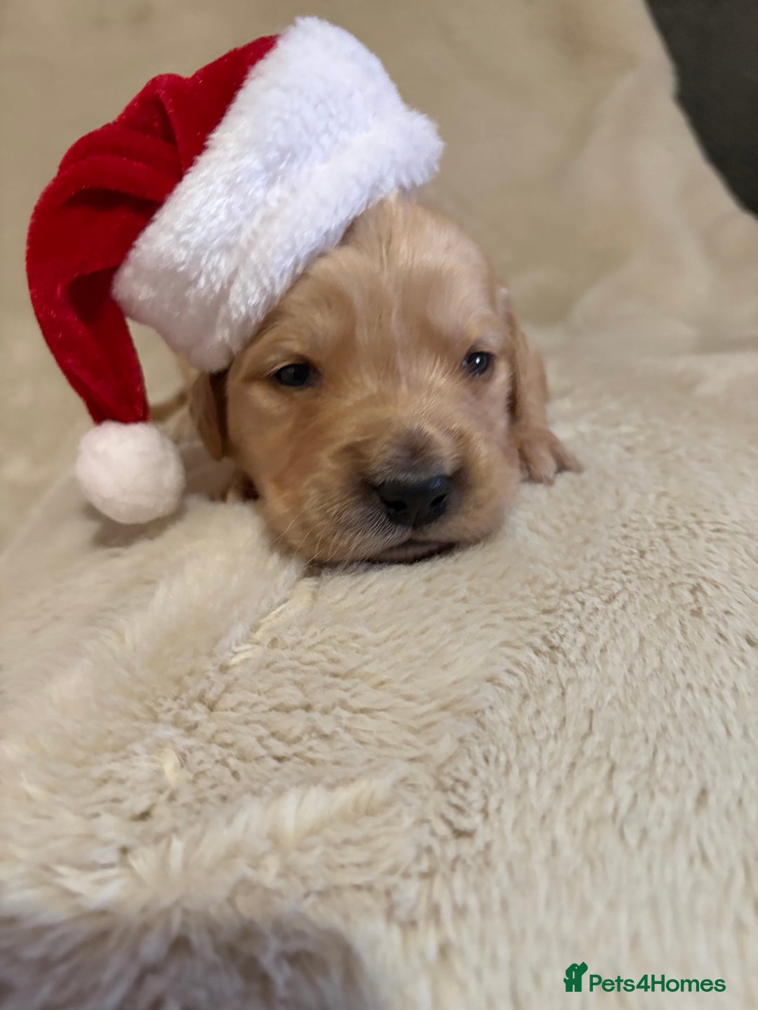 Golden Retriever dogs for sale: Sold sold sold sold sold  - Advert 26