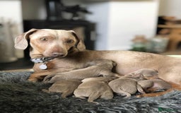 Miniature Dachshund dogs for sale: Miniature Dachshund (Isabella Tan line) - Image 8