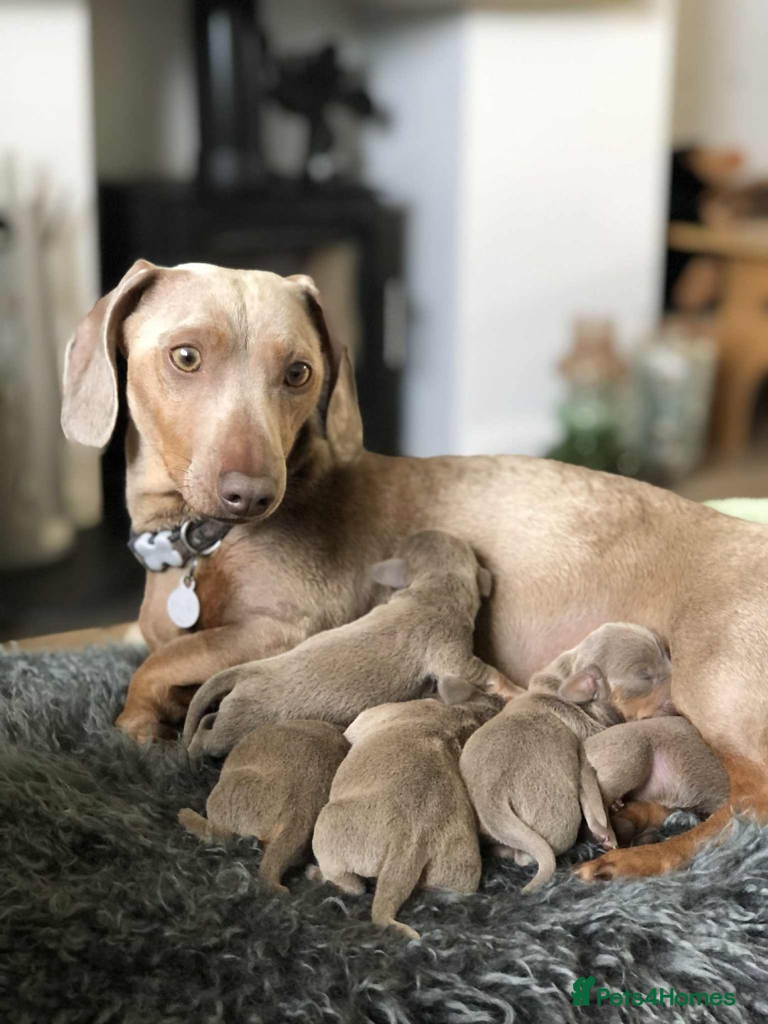 Miniature Dachshund dogs for sale: Miniature Dachshund (Isabella Tan line) - Image 8