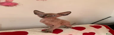 Sphynx Kitten 3