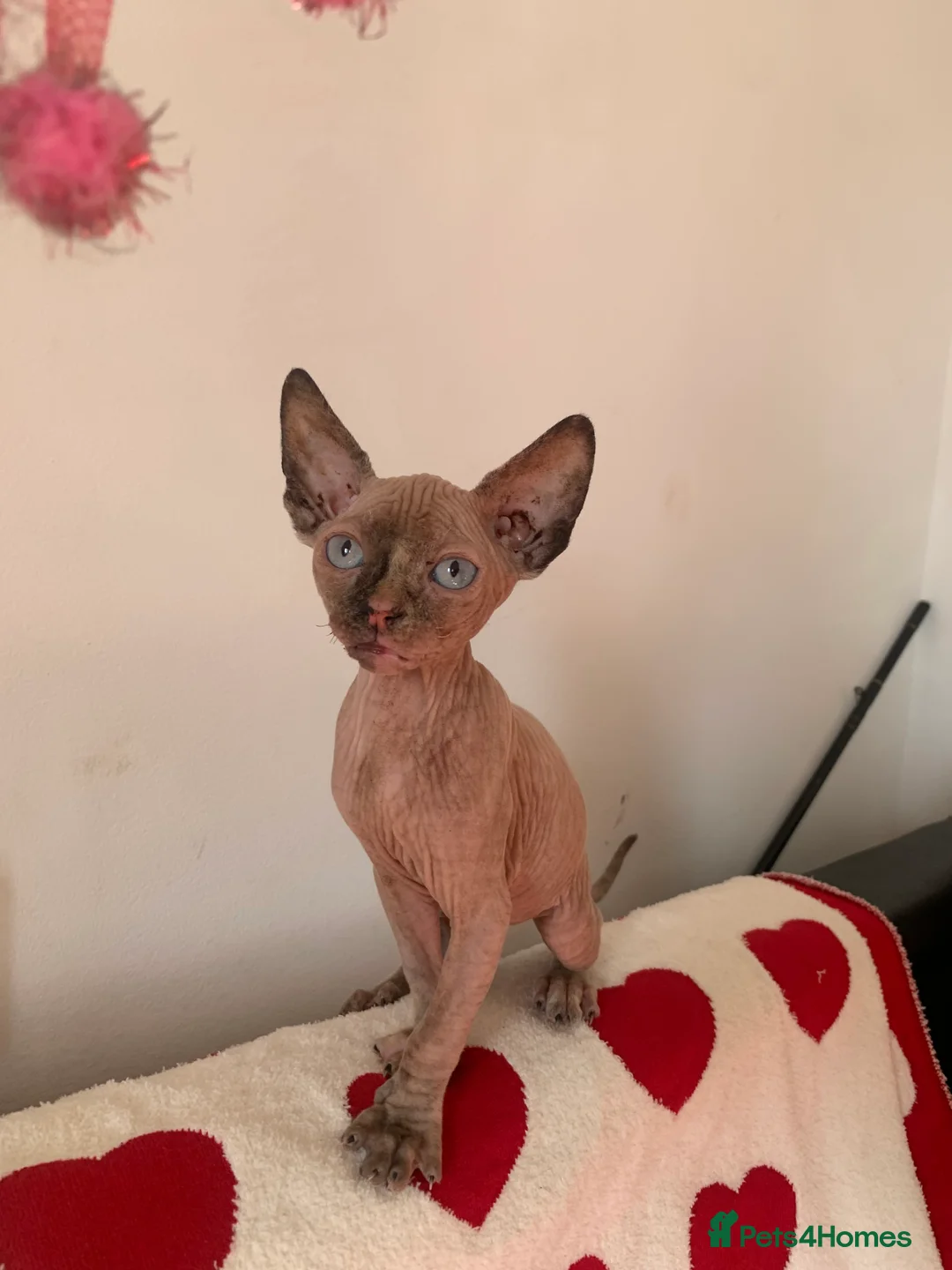 Sphynx cats for sale:  ** s sphynx babies - Advert 10