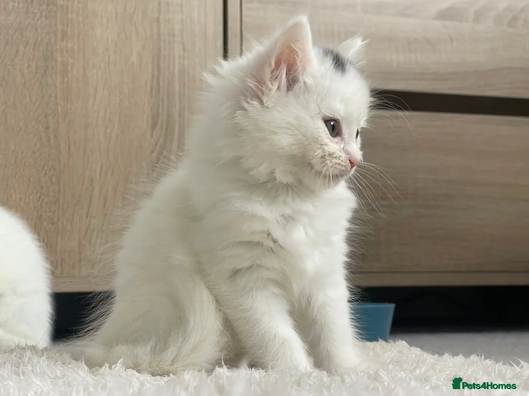 British Longhair cats for sale: Adorable British-longhair Female Kitten for sale - Advert 4