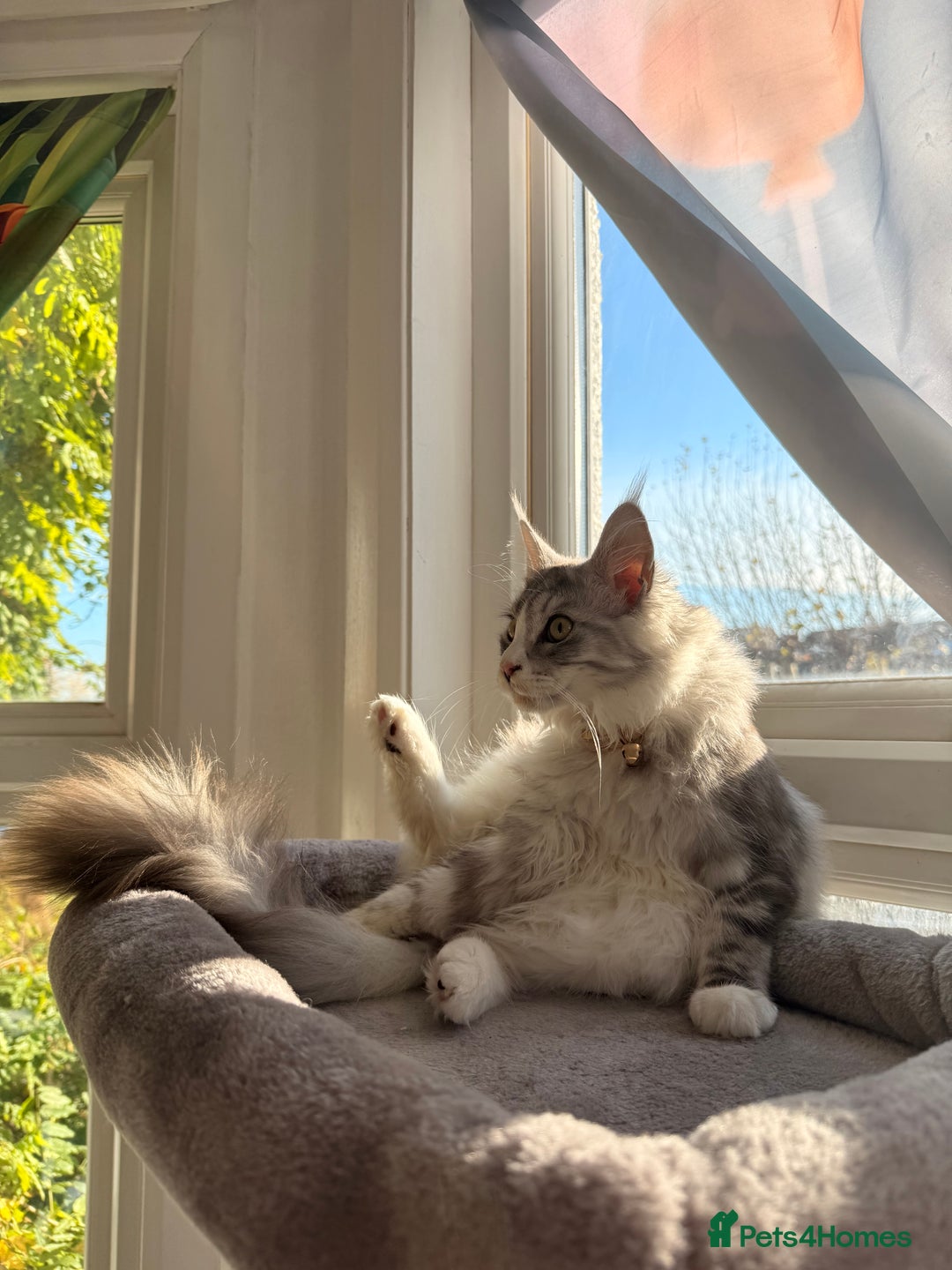 Maine Coon cats for sale: Gorgeous girl Mia for sale - Advert 5