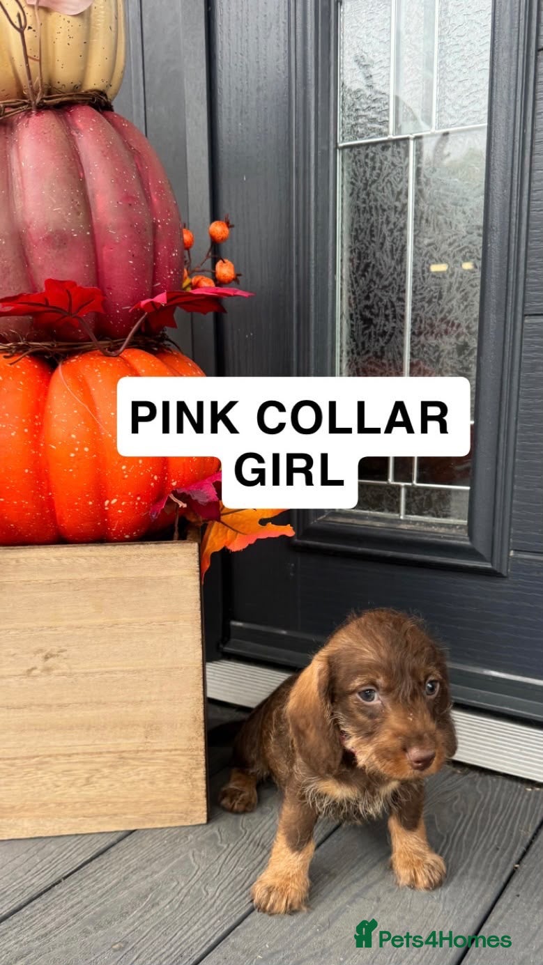 Miniature Dachshund dogs for sale: dachshund miniture wirehared  - Advert 2