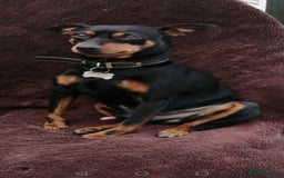 Miniature Pinscher dogs for stud: Male mini pinscher available for stud - Image 4