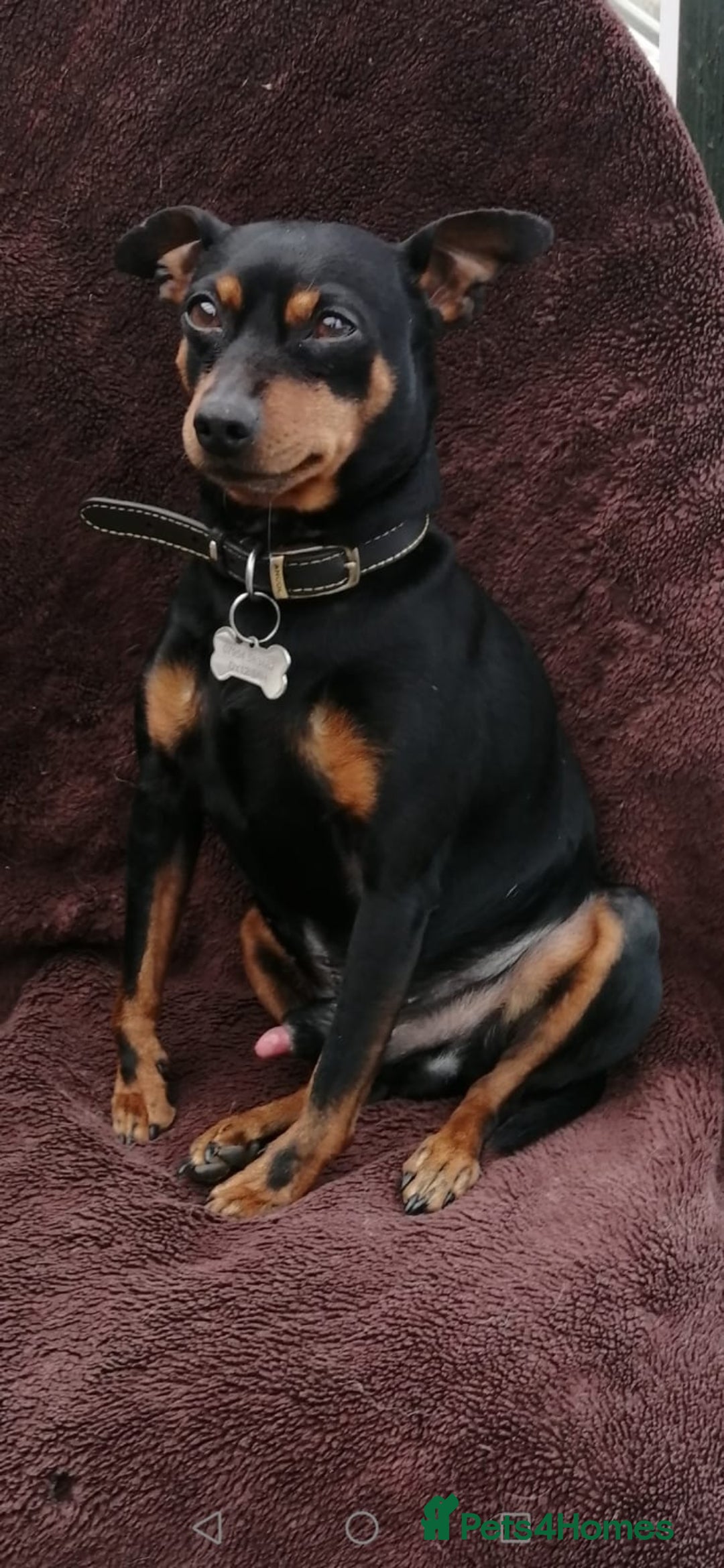 Miniature Pinscher dogs for stud: Male mini pinscher available for stud - Image 4