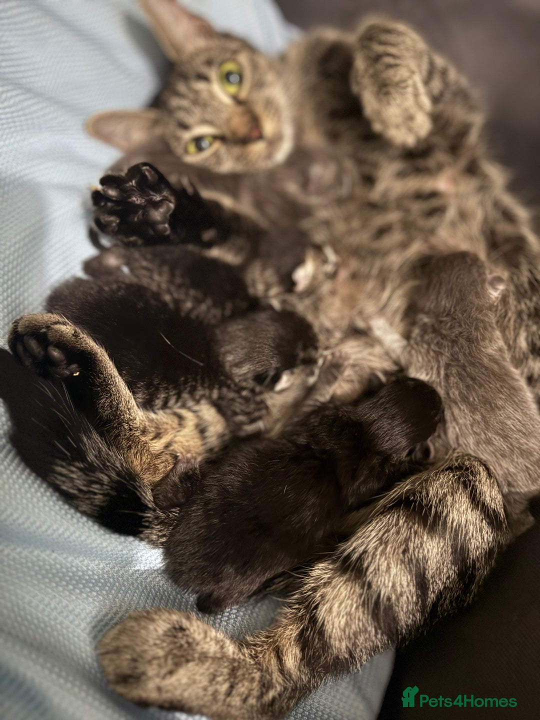 Mixed Breed cats for sale: 5 Beautiful Kittens for Sale - Image 7