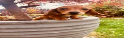 Dachshund dogs for sale: Beautiful Dachshund puppies  - Advert 9