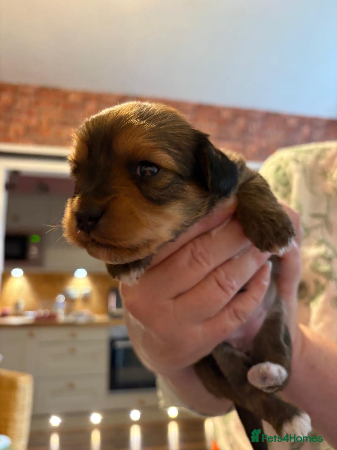 Mixed Breed dogs for sale: Beautiful Zuchon Doxies - Advert 27