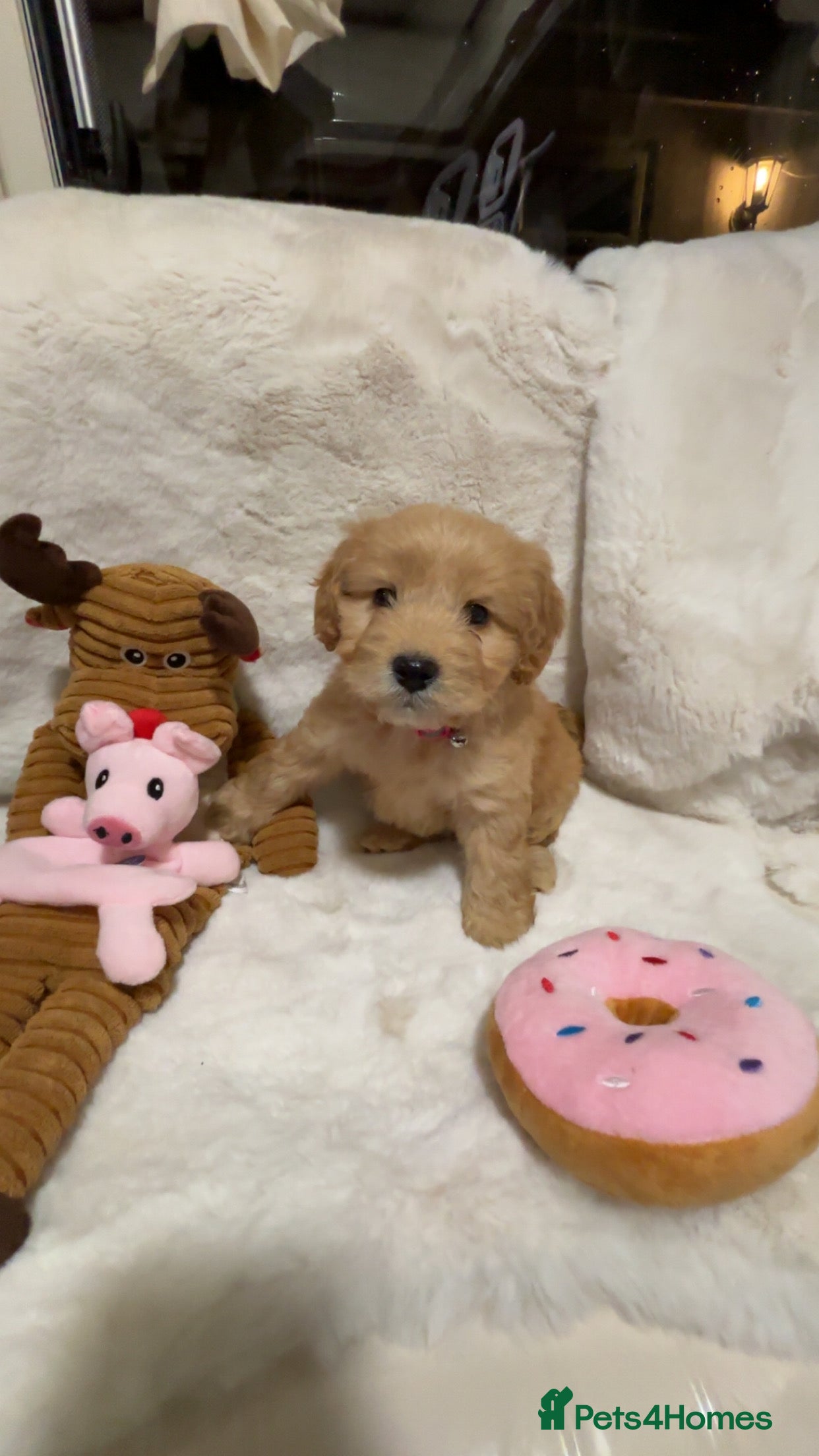 Cockapoo dogs Golden F1 cockpoo puppies  - Advert 1