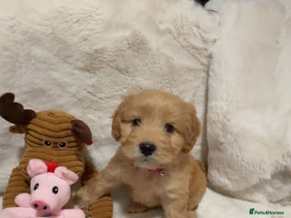 Cockapoo dogs Golden F1 cockpoo puppies - Advert 1