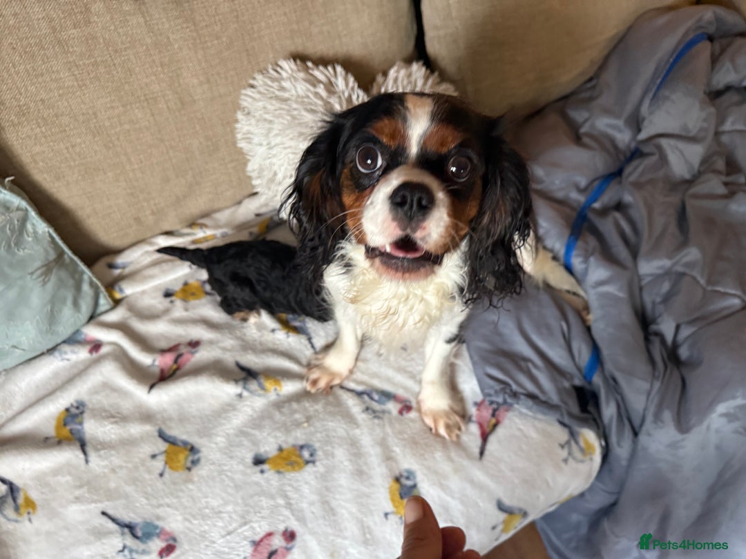 Cavapoo dogs for sale: Beautiful tri f1 toy cavapoo male - Image 5