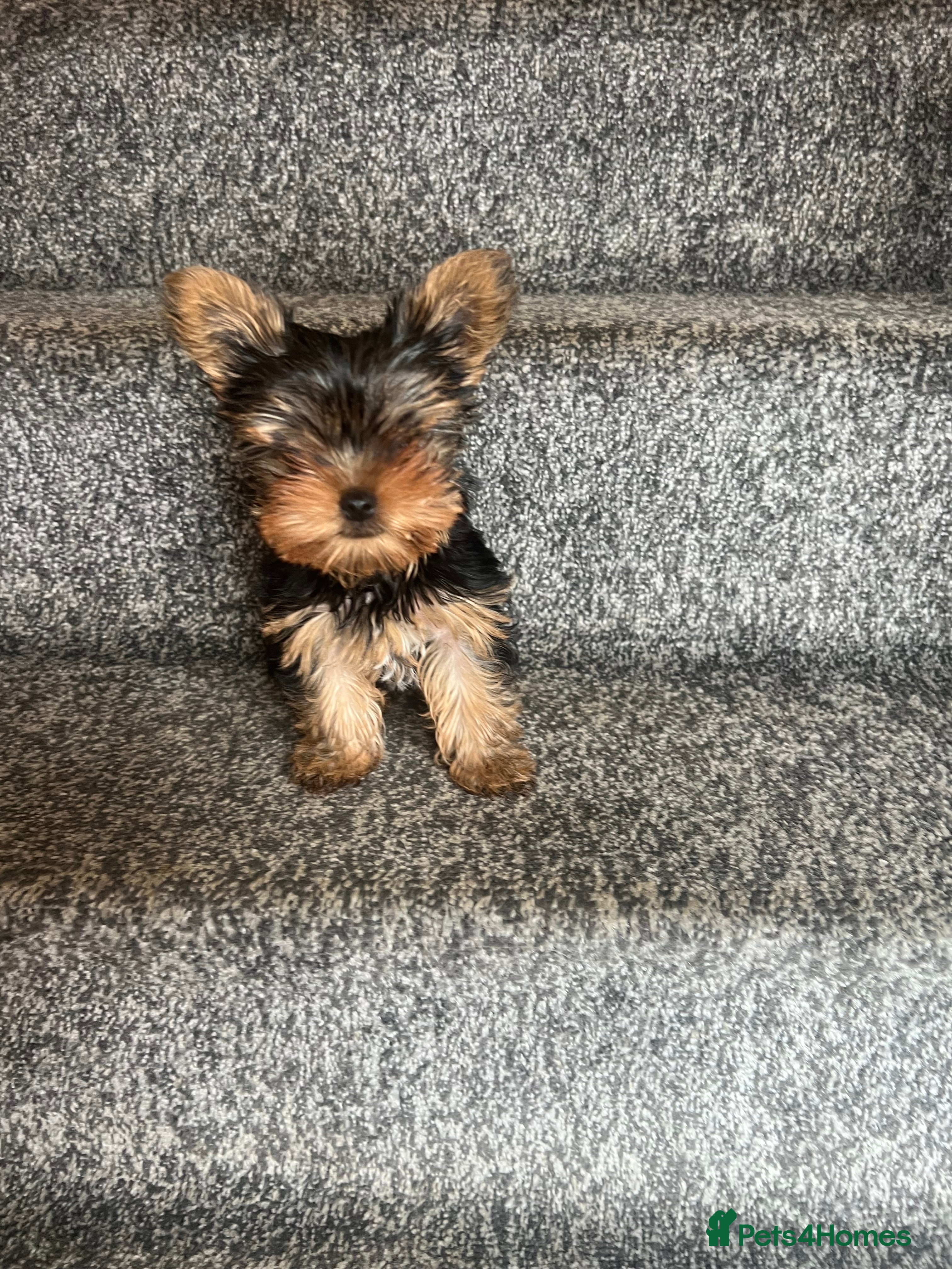 Yorkshire Terrier dogs Beautiful Female Yorkshire Terrier Puppy - Advert 9