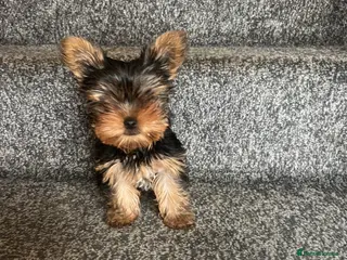 Yorkshire Terrier dogs Beautiful Female Yorkshire Terrier Puppy - Advert 9