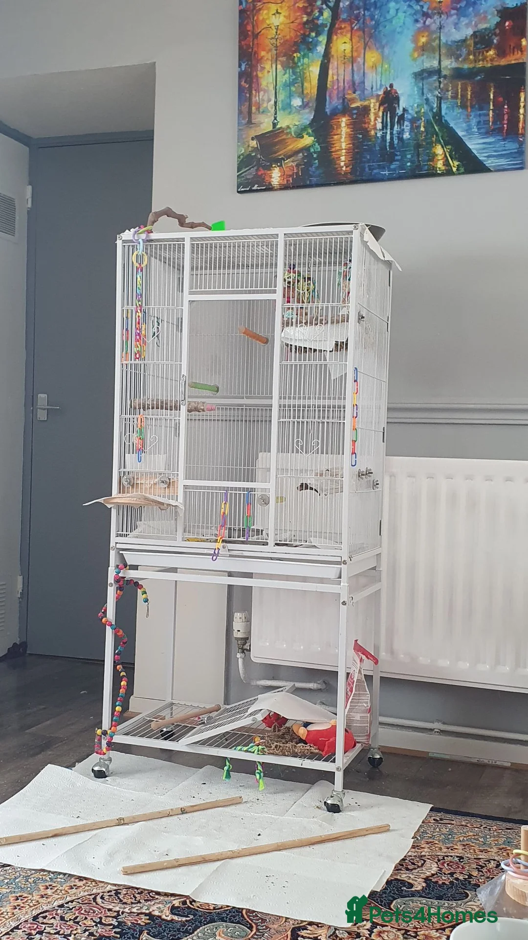 Cockatiels birds for sale: Cockatiel for only current owners in Mitcham - Advert 2