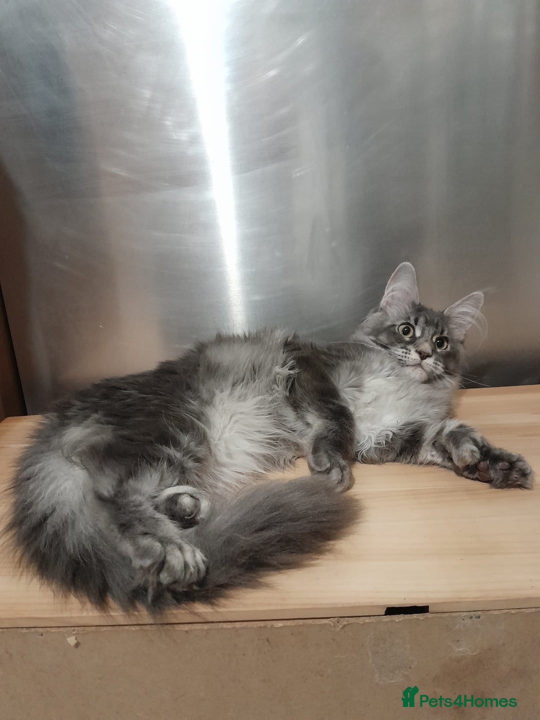 Maine Coon cats for sale: Polydactyl SolidBlue/BlackSilver Girls Maine Coon - Advert 26