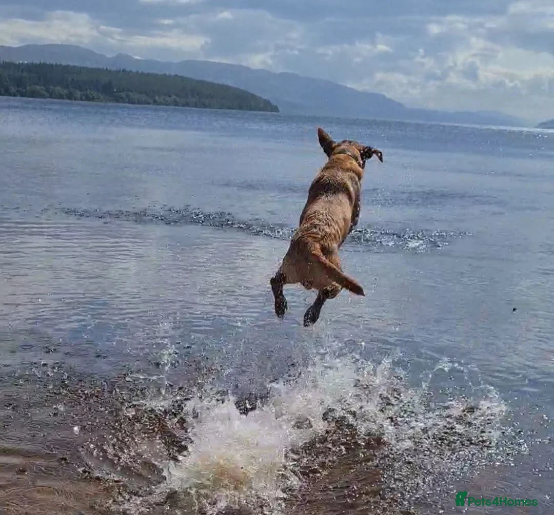 Labrador Retriever dogs for stud: Fox Red Labrador for stud. Dexter. in Inverness - Advert 1