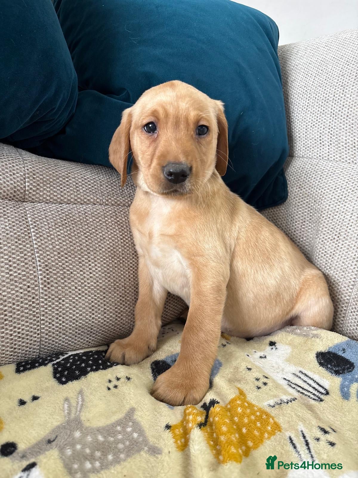 Labrador Retriever dogs Stunning Labrador puppies 🐶 READY NOW 🥰 - Advert 2