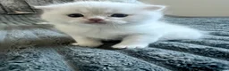 Scottish Fold cats for sale: Scottish fold and straight kittens - Advert 8