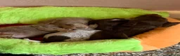 Miniature Dachshund dogs for sale: Just 2 long coat miniature dachshund puppies left - Advert 12