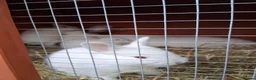 Californian rabbits for sale: Californian baby rabbits in Halesowen - Advert 4