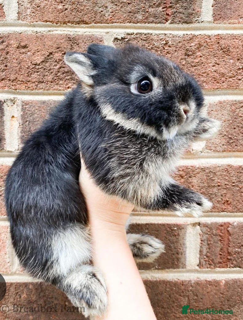 Netherland Dwarf rabbits Rabbits for sale - Advert 19