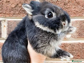 Netherland Dwarf rabbits Rabbits for sale - Advert 8