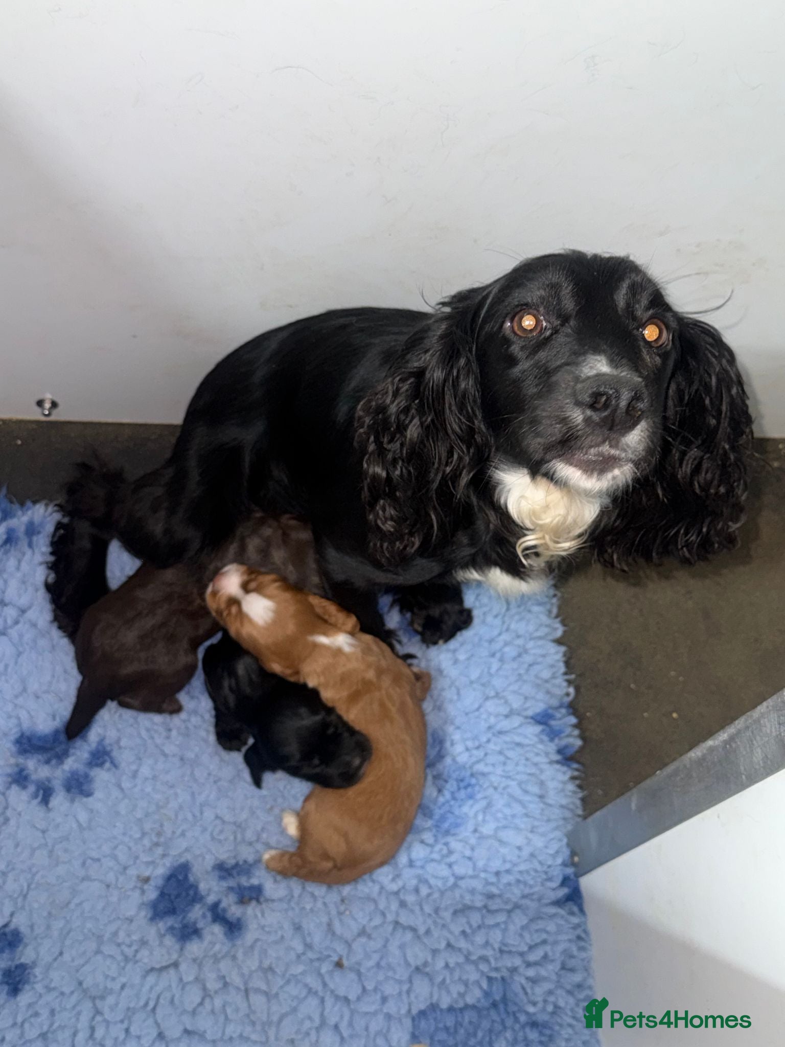 Cocker Spaniel dogs Cocker Spaniel Pups, KC Reg, field trial bred - Advert 1