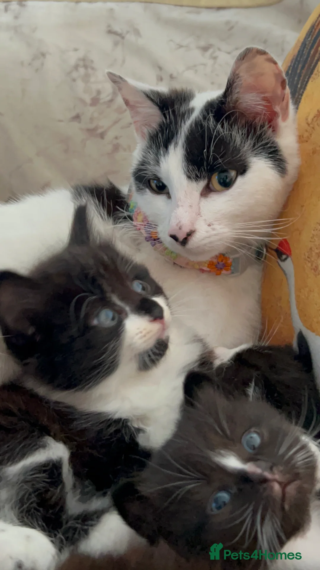 Domestic Shorthair cats for sale: Adorable Tuxedo Kittens Looking For New Homes - Advert 2