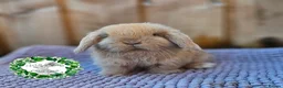 Mini Lop rabbits for sale: Vaccinated Miniature Lops  - Advert 2