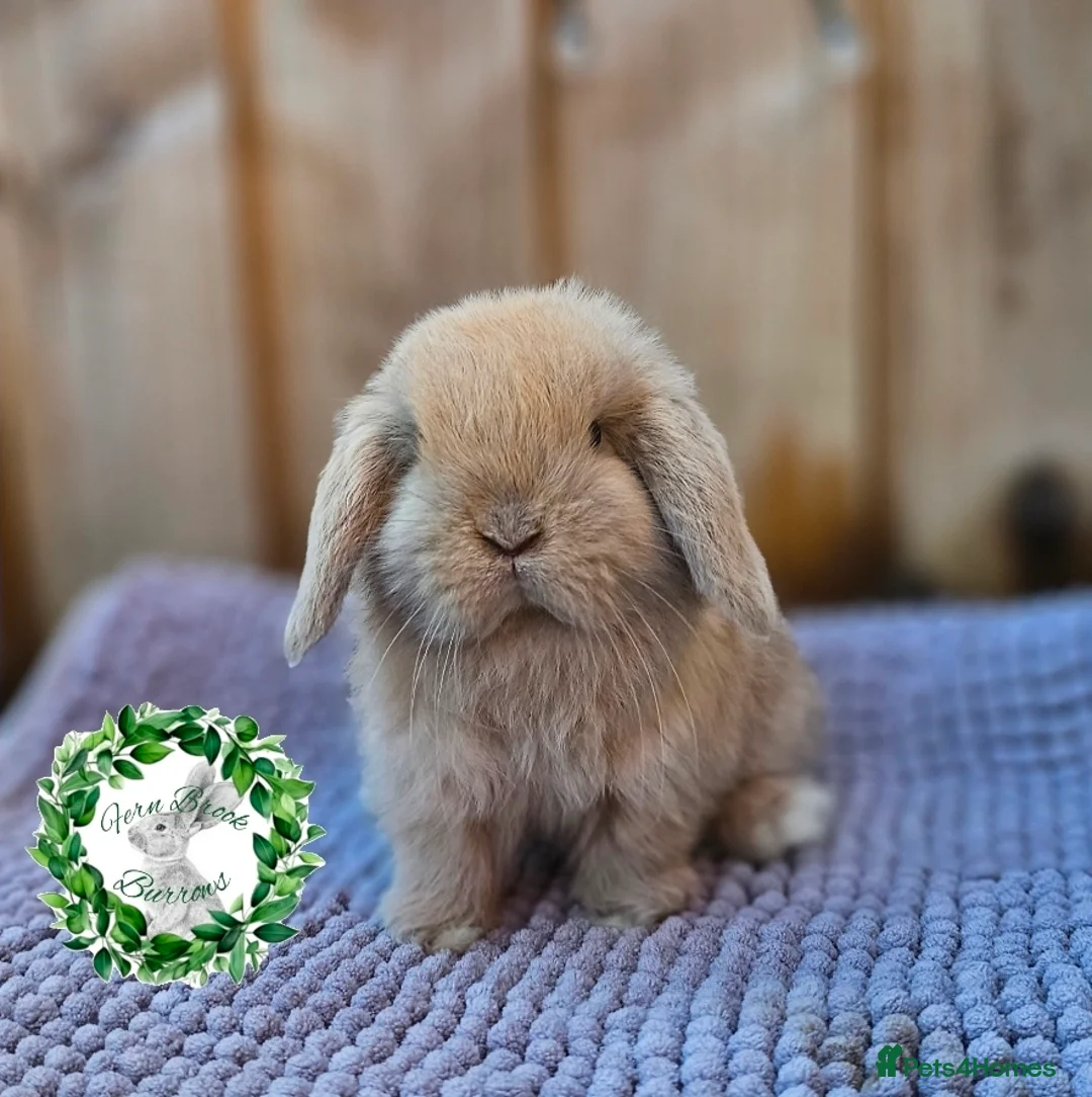 Mini Lop rabbits for sale: Vaccinated Miniature Lops  - Advert 2