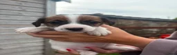 Jack Russell dogs for sale: 3 female Jack Russell puppies ready to go - Advert 5
