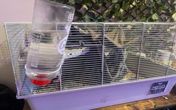Rat rodents for sale: Rats  - Image 4