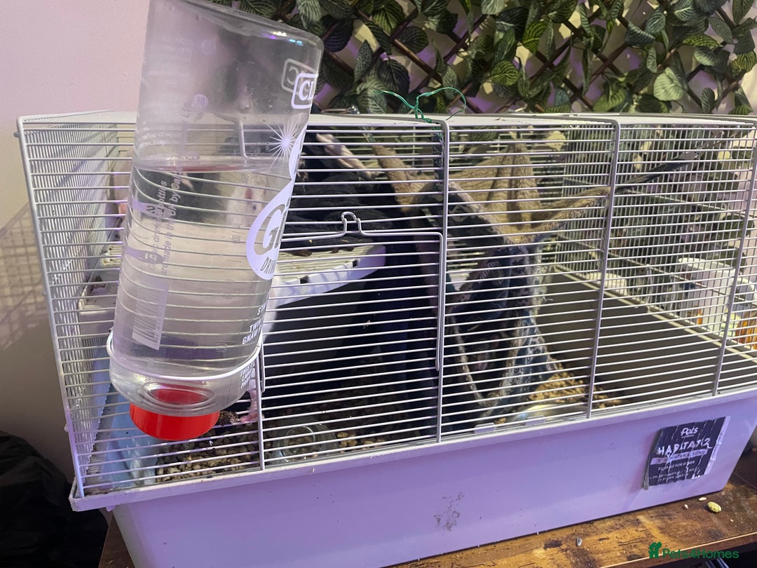 Rat rodents for sale: Rats  - Image 4