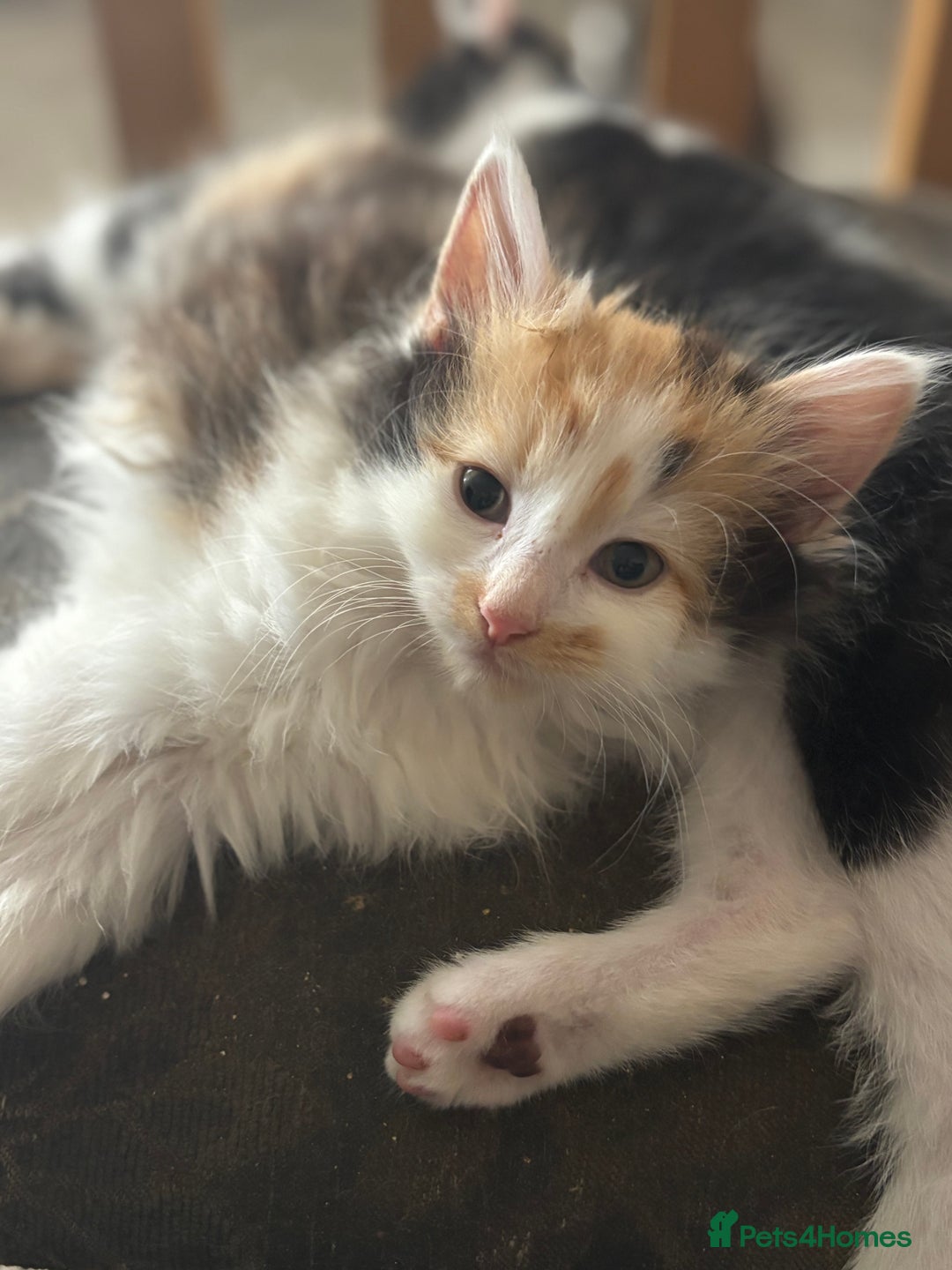 Mixed Breed cats for sale: Fluffy Turkish Angora mixed breed kittens  - Image 3