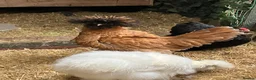 Mixed Breed poultry for sale: Polish/silkie chicks - Advert 5