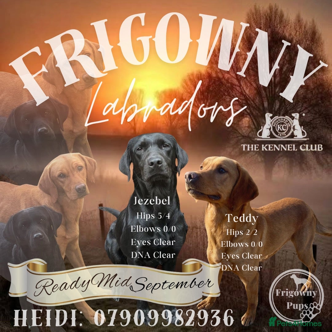 Labrador Retriever dogs 🖤💛 ADORABLE LABRADOR PUPPIES 💛🖤 - Advert 1